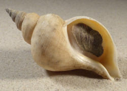 Neptunea antiqua m/O UK 10,8cm *Unikat*