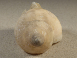 Neptunea antiqua m/O UK 10,8cm *Unikat*