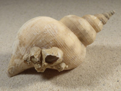 Neptunea antiqua m/O UK 10,8cm *Unikat*