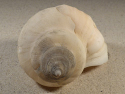 Neptunea antiqua m/O UK 15,6cm *Unikat*