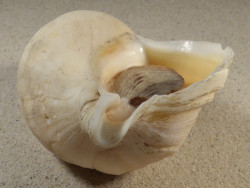 Neptunea antiqua m/O UK 15,6cm *Unikat*