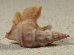 Aporrhais pespelecani DK 3,9cm *Unikat*