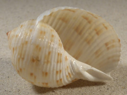 Tonna oentoengi ID 6,6cm *Unikat*