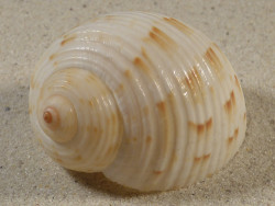 Tonna oentoengi ID 6,6cm *Unikat*