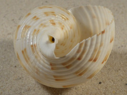 Tonna oentoengi ID 6,6cm *Unikat*