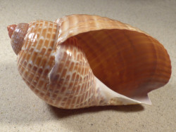 Tonna perdix PH 13,4cm *unique*