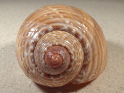 Tonna perdix PH 13,4cm *unique*
