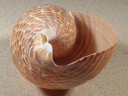 Tonna perdix PH 13,4cm *unique*