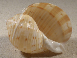Tonna chinensis VN 6,6cm *unique*
