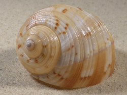 Tonna chinensis VN 6,6cm *unique*