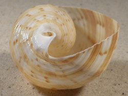 Tonna chinensis VN 6,6cm *unique*