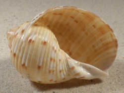 Tonna chinensis VN 6,9cm *unique*