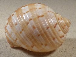 Tonna chinensis VN 6,9cm *unique*