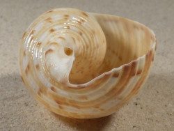 Tonna chinensis VN 6,9cm *unique*
