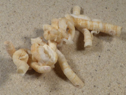 Thylacodes roussaei PH 8,4cm *Unikat*