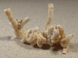 Thylacodes roussaei PH 8,4cm *Unikat*
