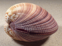 Antigona magnifica PH 9,9cm *unique*