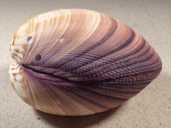 Antigona magnifica PH 9,9cm *unique*
