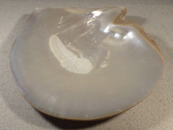 Pinctada maxima 1/2 PH 21,5cm *Unikat*