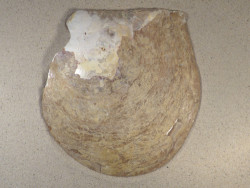 Pinctada maxima 1/2 PH 21,5cm *Unikat*