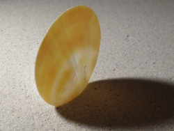 Pinctada maxima nacre 1/2 PH 5,5+cm