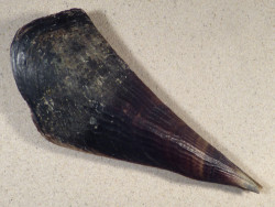 Pinna atropurpurea PH 23cm *unique*