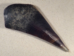 Pinna atropurpurea PH 23cm *unique*