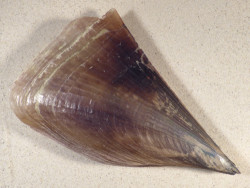 Atrina pectinata PH 23cm *Unikat*