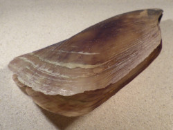 Atrina pectinata PH 23cm *Unikat*
