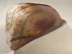 Atrina pectinata PH 23cm *Unikat*