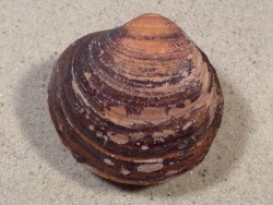 Arctica islandica DK 5,9cm *unique*