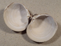 Arctica islandica DK 5,9cm *Unikat*