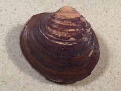 Arctica islandica DK 6,3cm *unique*