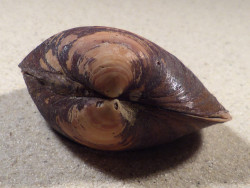 Arctica islandica DK 6,3cm *unique*