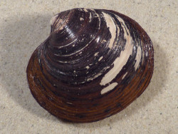 Arctica islandica DK 6,9cm *unique*