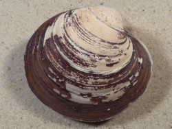 Arctica islandica DK 6,9cm *Unikat*
