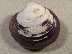 Arctica islandica DK 6,9cm *unique*