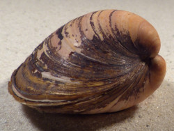 Arctica islandica DK 6,4cm *unique*