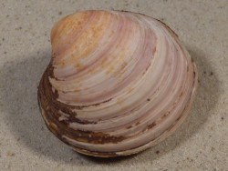 Arctica islandica DK 6,4cm *Unikat*