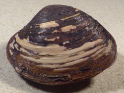 Arctica islandica DK 8,0cm *unique*