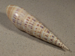 Oxymeris maculata PH w/o 17,1cm *unique*