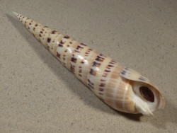 Oxymeris maculata PH w/o 20,4cm *Unikat*