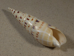 Oxymeris maculata PH 14,8cm *Unikat*