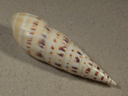 Oxymeris maculata PH 14,8cm *Unikat*