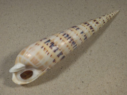 Oxymeris maculata PH w/o 20,6cm *Unikat*