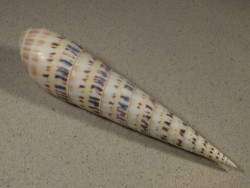 Oxymeris maculata PH w/o 20,6cm *Unikat*