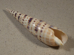 Oxymeris maculata PH 14,6cm *Unikat*