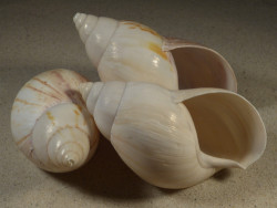 3,5-3,9 - Achatina sp. cf. fulica IN