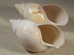 4,0-4,4 - Achatina sp. cf. fulica IN