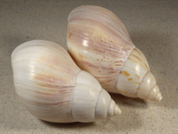 4,0-4,4 - Achatina sp. cf. fulica IN